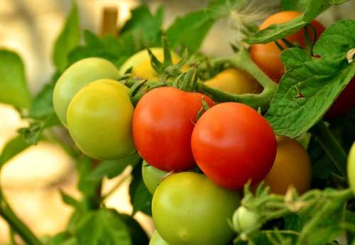 выращивание томатов (помидоров) на балконе и лоджии