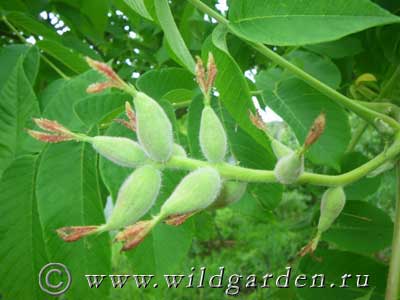 плоды манчжурского ореха