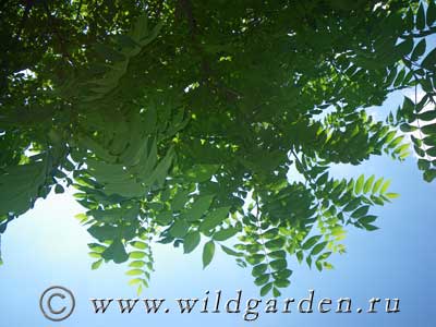 листва манчжурского ореха