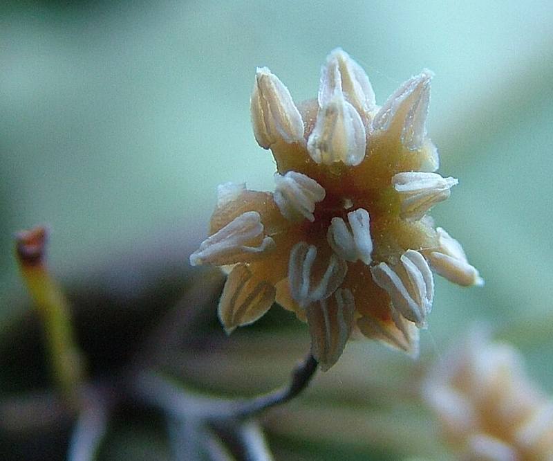 Амборелла - цветки