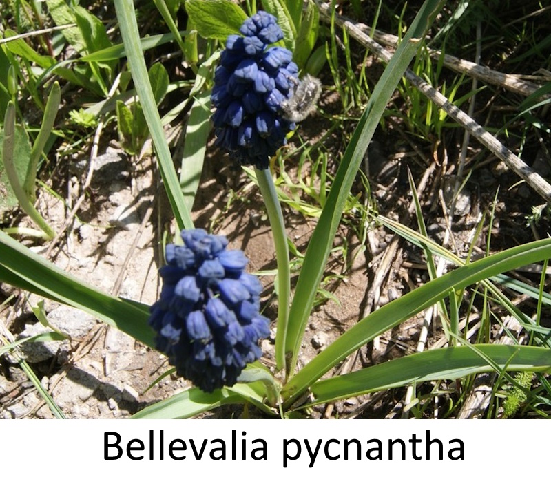 Bellevalia pycnantha