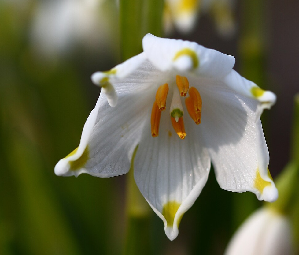 цветок белоцветника