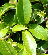 чайный куст, Camellia sinensis
