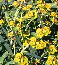 молочай прутьевидный, Euphorbia virgata