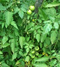 помидор съедобный, Lycopersicum esculentum