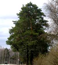 сосна обыкновенная, Pinus silvestris