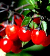 паслен сладко-горький, Solanum dulcama