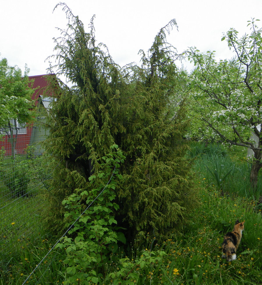 http://www.wildgarden.ru/trees/juniper/07.jpg