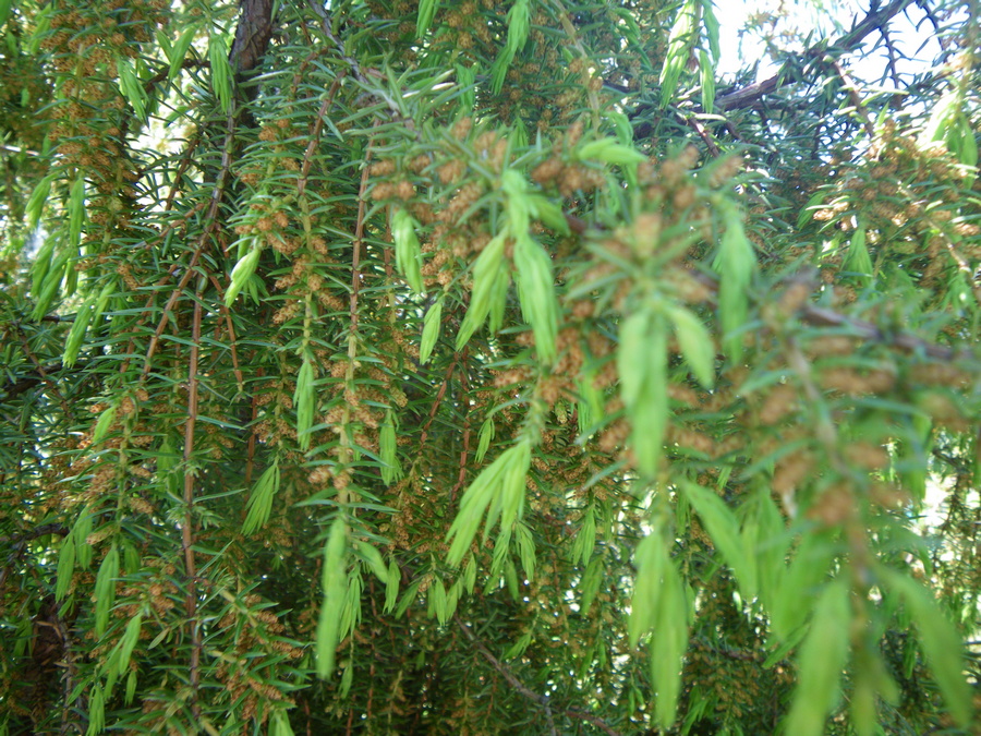 http://www.wildgarden.ru/trees/juniper/08.jpg